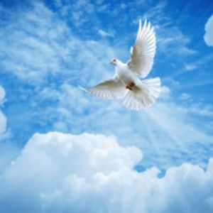 Meet your Posher, Martha